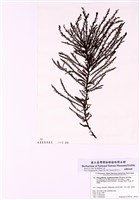 藏品(亞肋新松節藻)的圖片